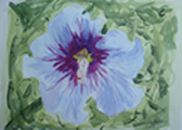 Hibiscus